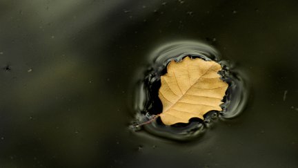 Hoja de Roble, de Carlos Bielsa