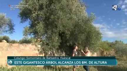 La milenaria olivera de Nadal