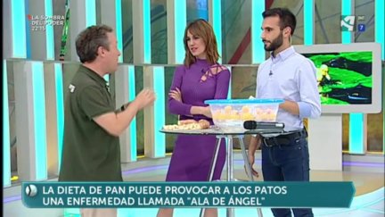 Por qué no hay que dar pan a los patos