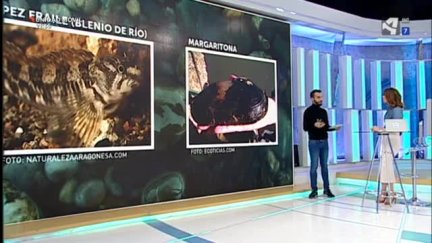 Especies que cooperan