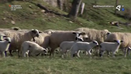 El futuro de nuestra Tierra (V): Ventajas de la ganadería extensiva