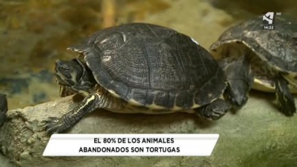 Los animales no son un juguete