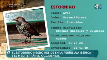 Estornino negro y pinto (I)