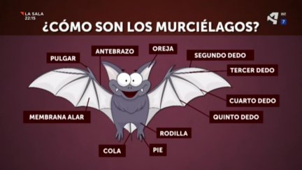 Murciélagos