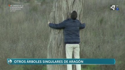 Árboles singulares de Aragón