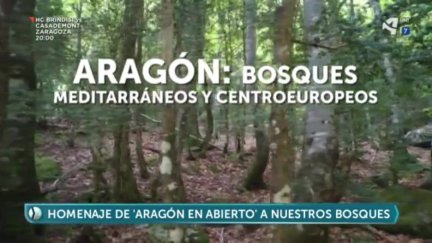 Pequeño homenaje a los bosques de España