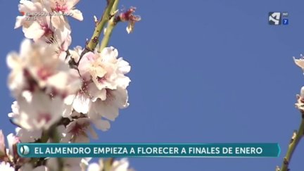 Almendros en flor