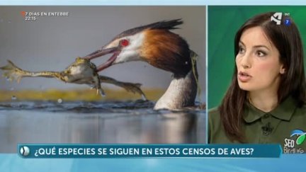 Censos de aves