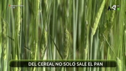 Del cereal no solo sale el pan