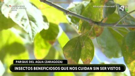 Insectos beneficiosos