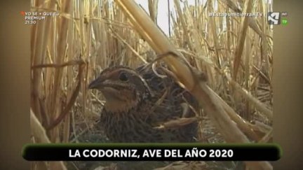 2020, año de la codorniz