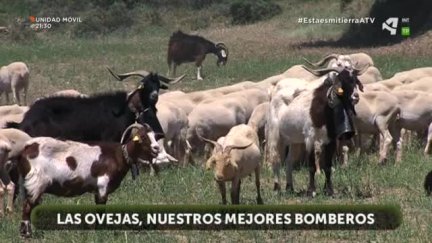 Las ovejas en la prevención de incendios