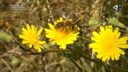 Las imprescindibles abejas