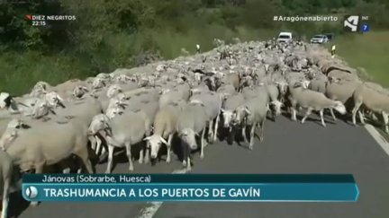 Trashumancia a los Puertos de Gavín