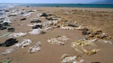Plásticos y microplásticos siguen inundando mares y ecosistemas