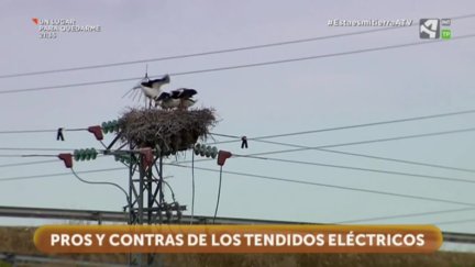 Tendidos eléctricos, moradas de aves