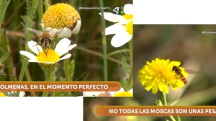 Moscas y abejas
