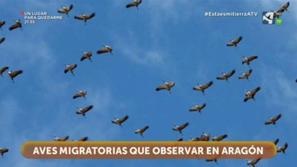 Aves migratorias
