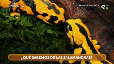 ¿Reptil o anfibio?