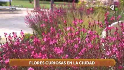 Borago y Aquilea