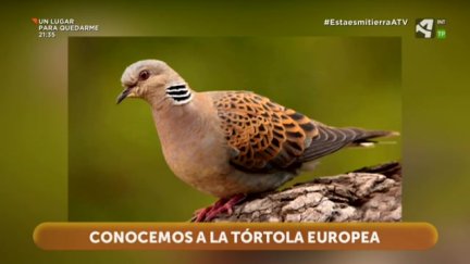 Tórtola Europea