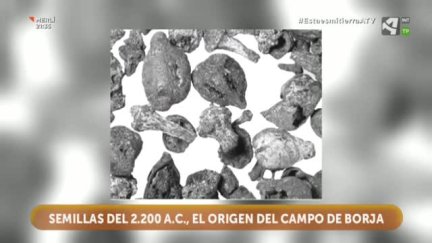 Garnacha: las 13 semillas de Moncín