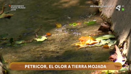 Petricor, el olor a tierra mojada