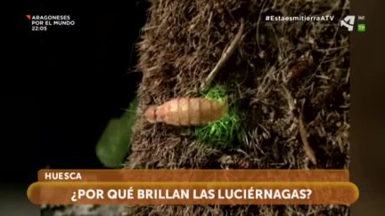 Luciérnagas