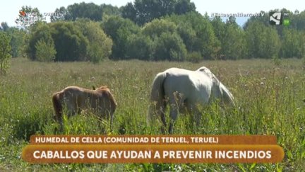 Ayudan en la prevención de incendios