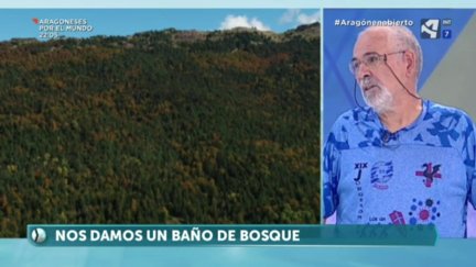 Baños de bosque (IV)