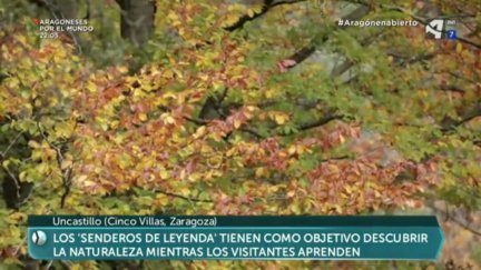 Baños de bosque (y V)