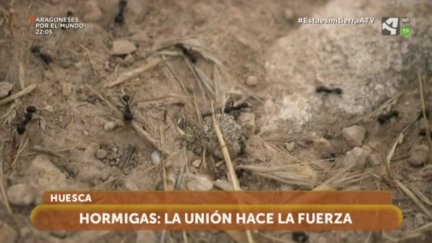 La unión hace la fuerza