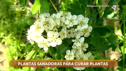 Plantas sanadoras