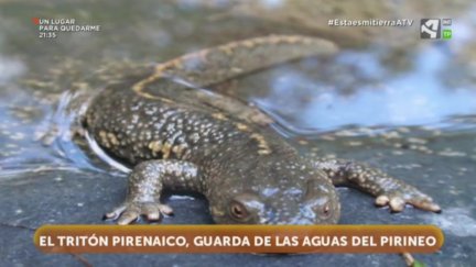 Tritón, ¿por qué te llaman guardafuentes?