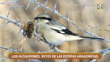 Los Alcaudones, reyes de las estepas aragonesas