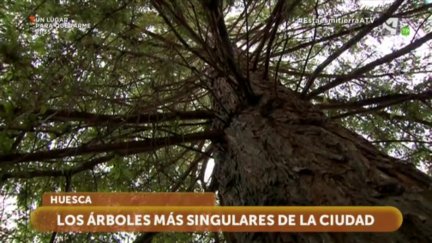 Árboles singulares de la ciudad de Huesca