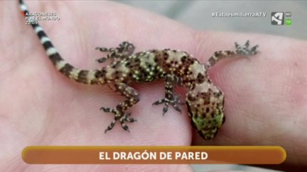 Salamanquesa, el dragón de pared