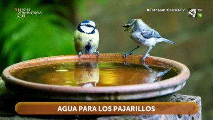 Agua para los pajarillos