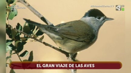 El gran viaje de las aves