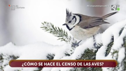 Censo de aves