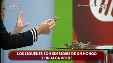 Líquenes