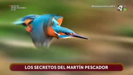 Martín Pescador