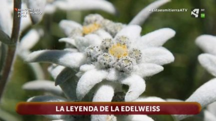Flor de las Nieves: osada, valiente y libre