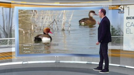 Aves: Pato Colorado (Netta rufina)