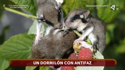 Lirón Careto: un dormilón con antifaz