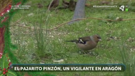 Renos, camellos y pájaros pinzones