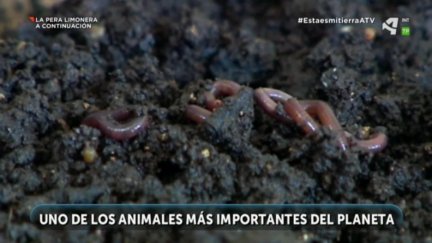 Lombriz de tierra