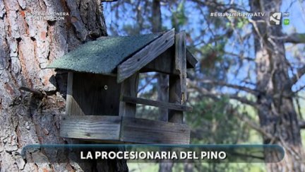 Procesionaria del pino