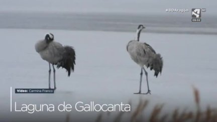 Grullas sobre el hielo y Alcaudón real