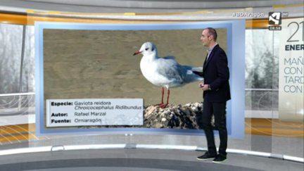 Gaviota reidora